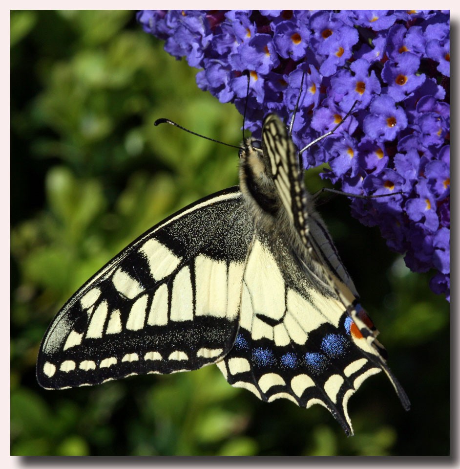 Schwalbenschwanz in meinem Garten