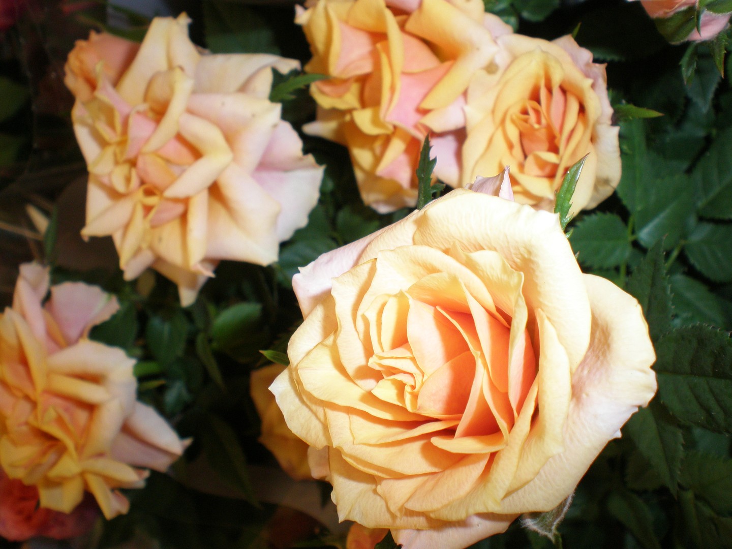 Yellow Roses - natural 