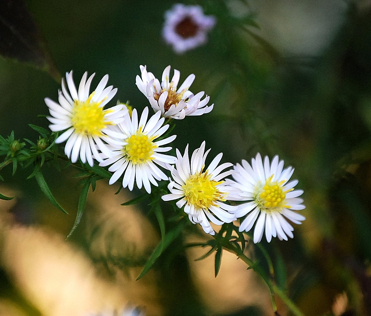 Fleurs.