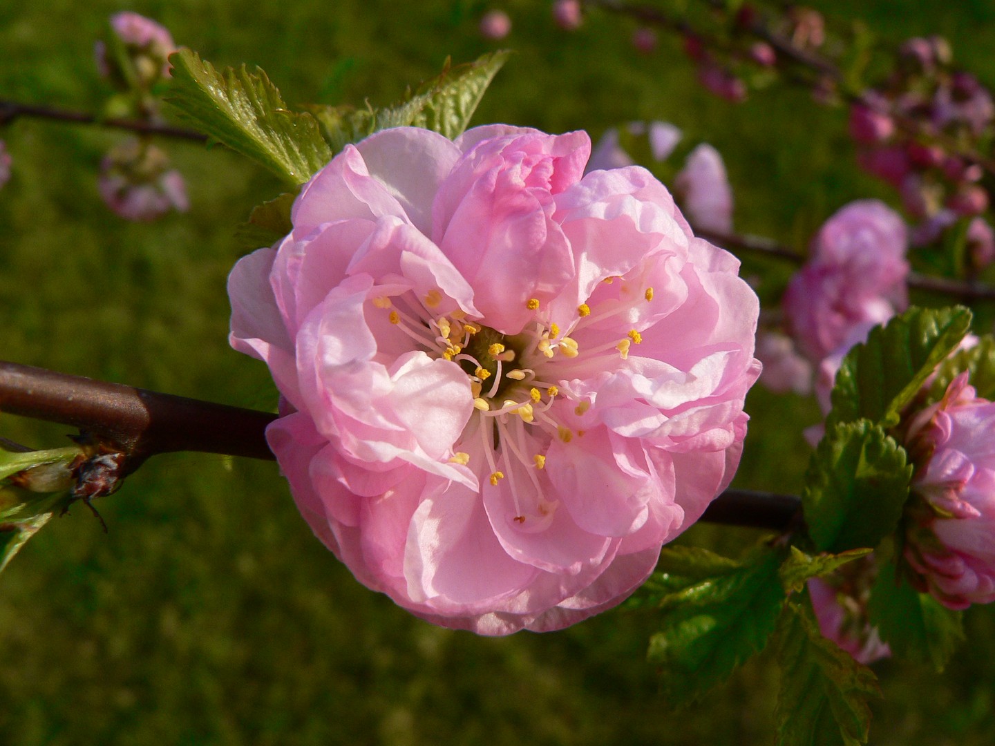 Frühling