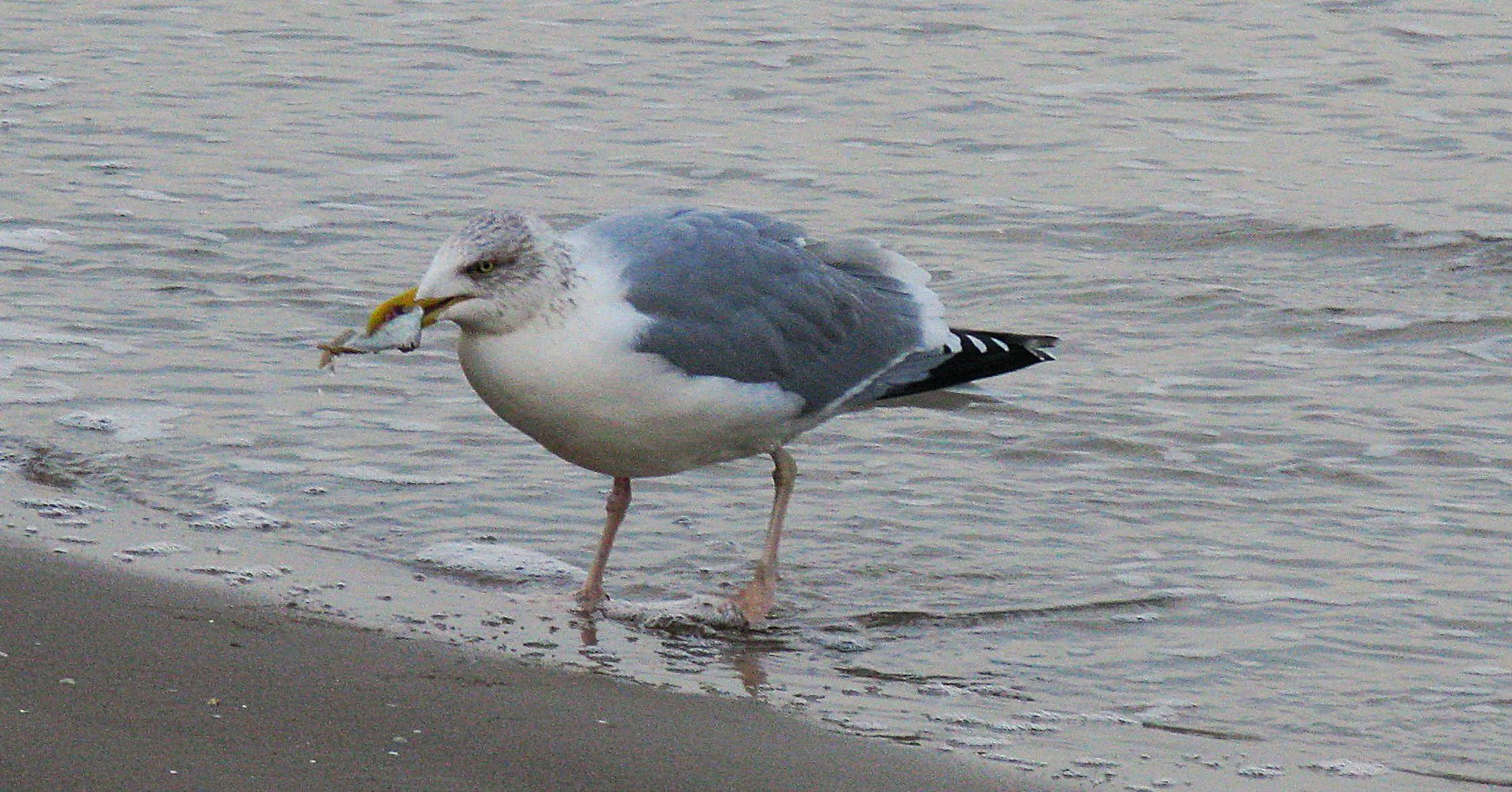 Möwe mit Flunder