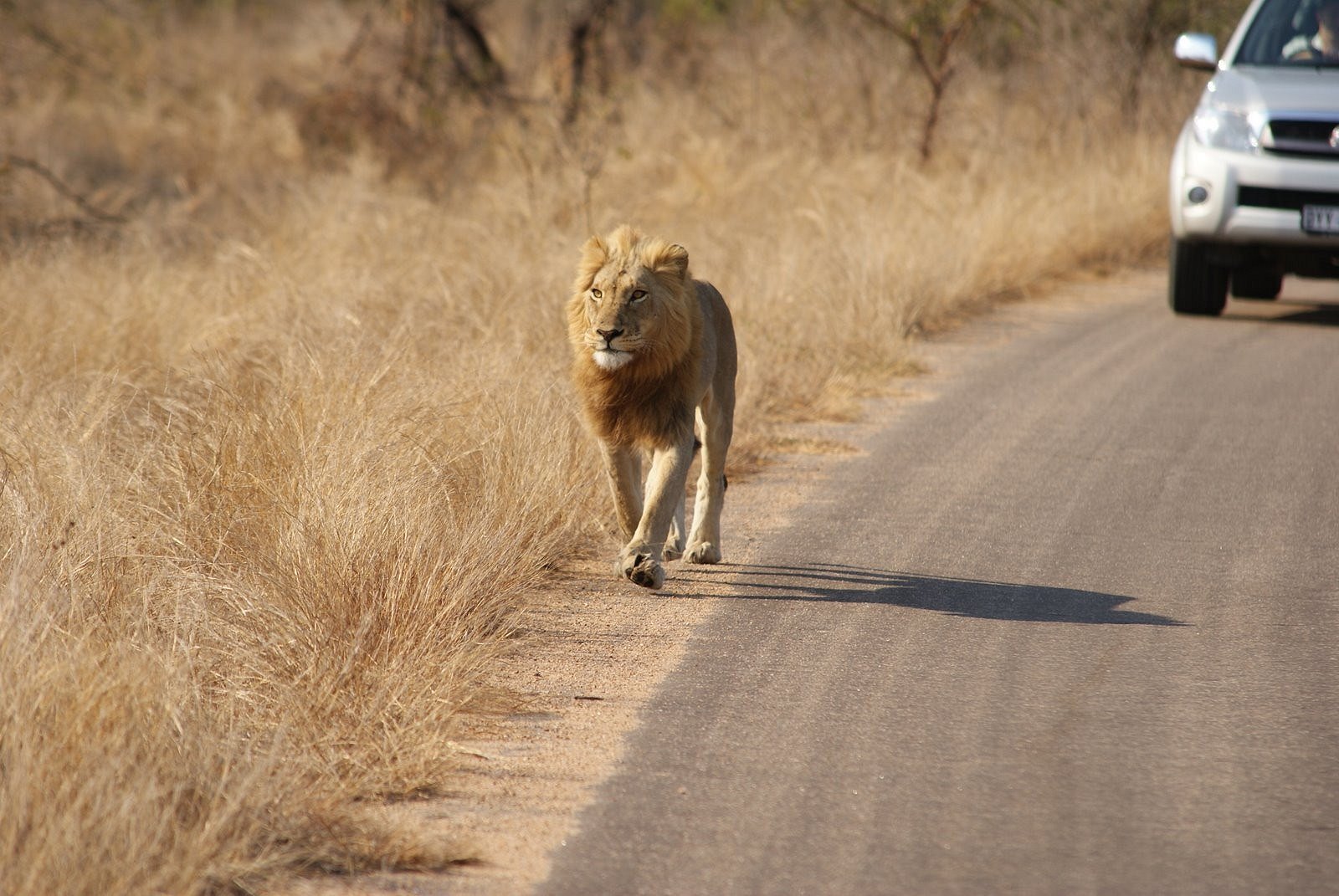 im Kruger Nationalpark