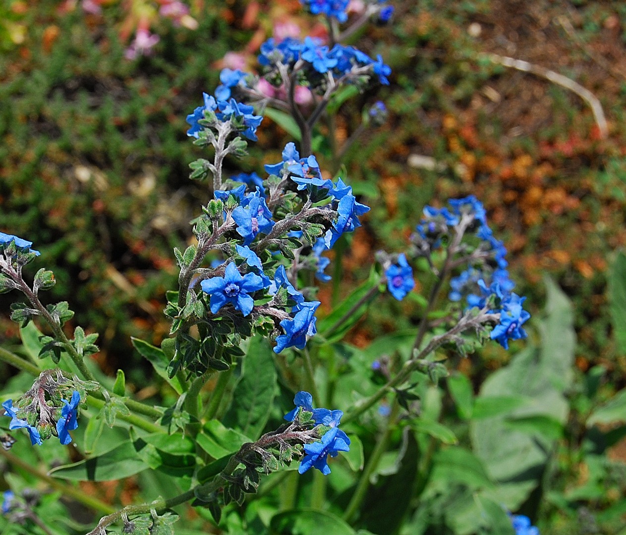 Petites fleurs.