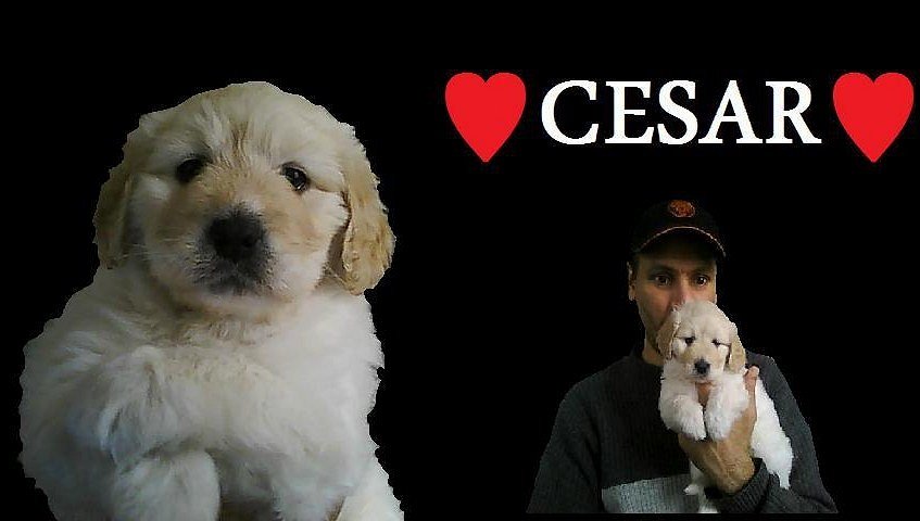 My Dog Cesar