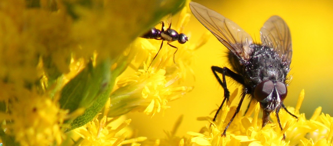 Insecten zoeken elkaar op!