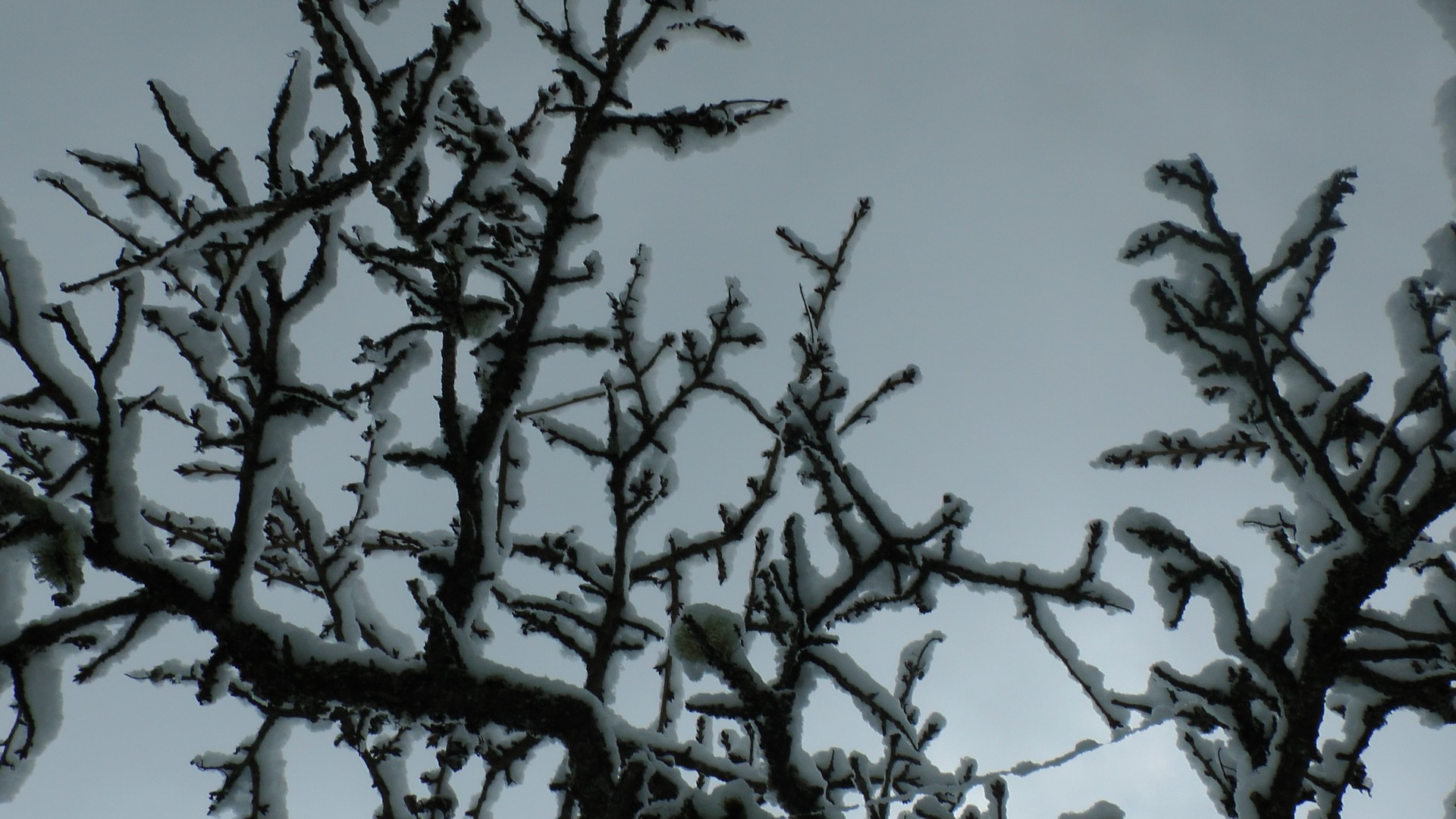 Petit cerisier en neige