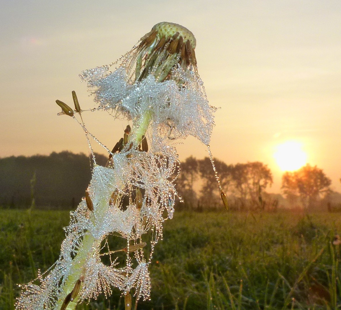 Pusteblume im Morgentau