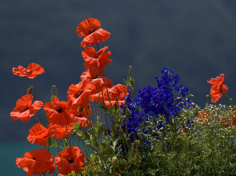 Nur Blumen