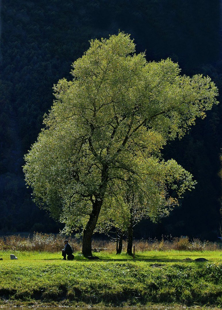 Baum im Sonnenschein