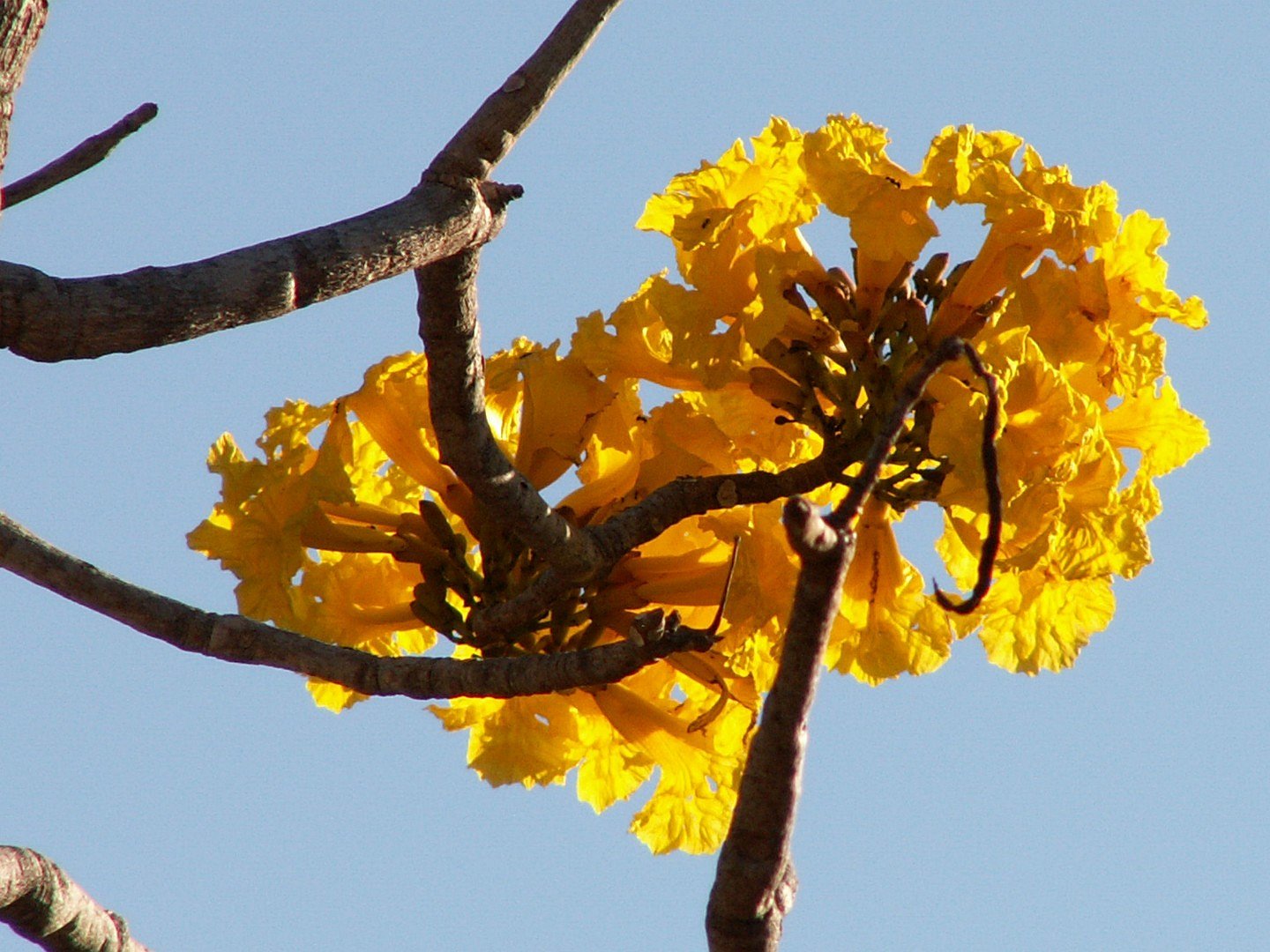 Golden flowers