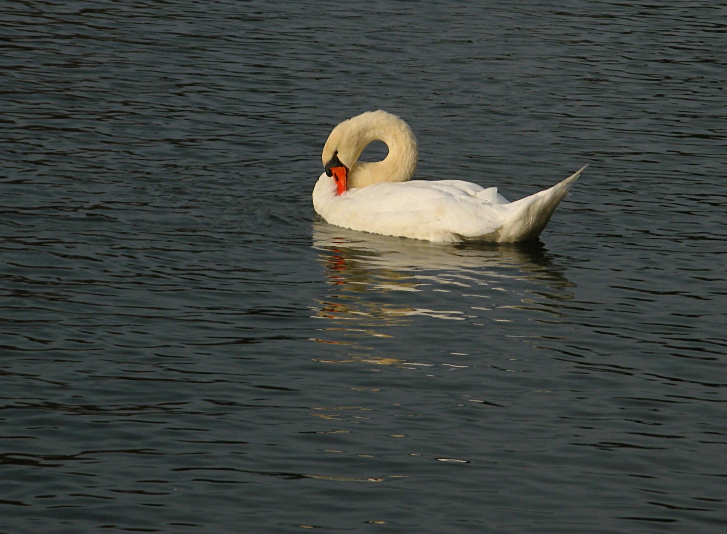 Schwan beim Sonnenbad