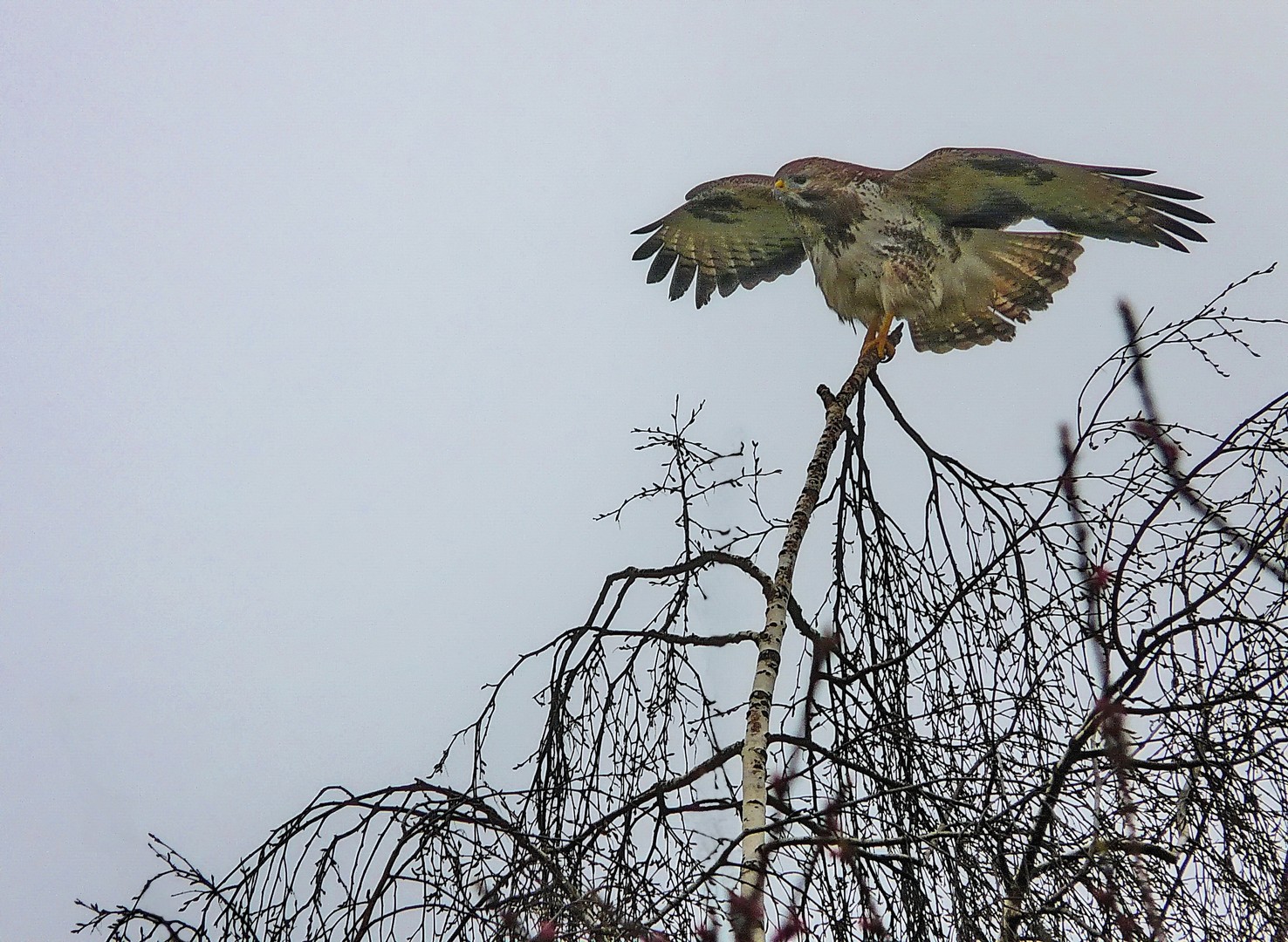 Mäusebussard in freier Natur 2