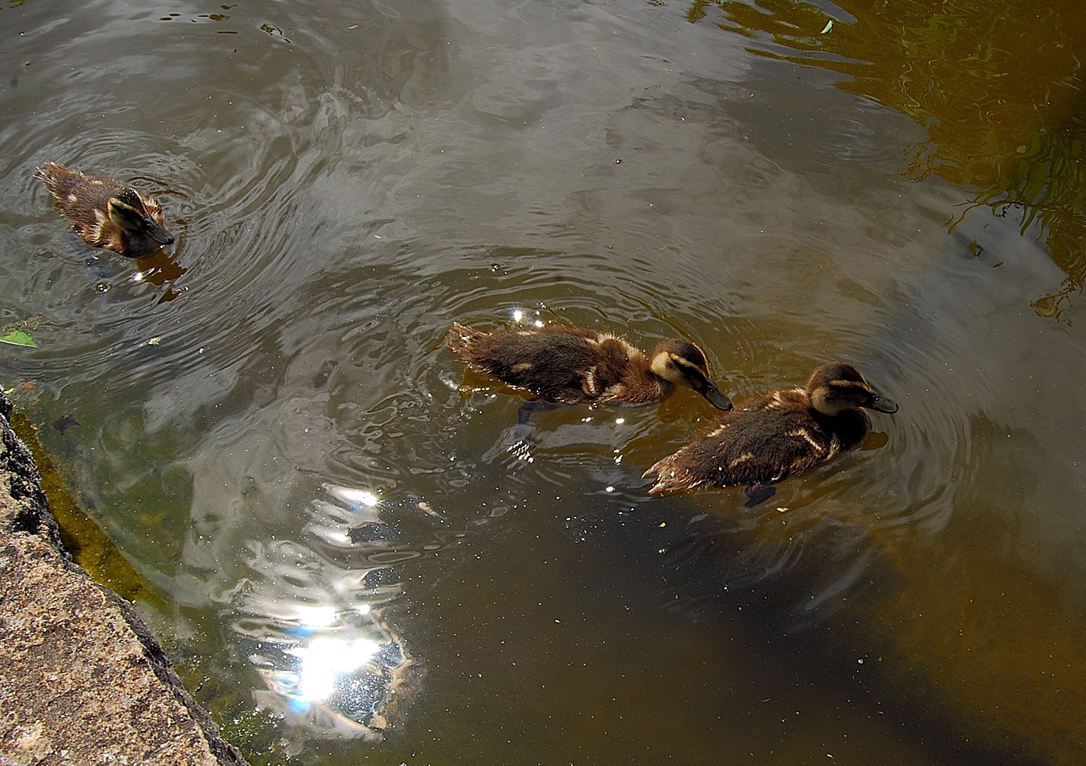 Canards.