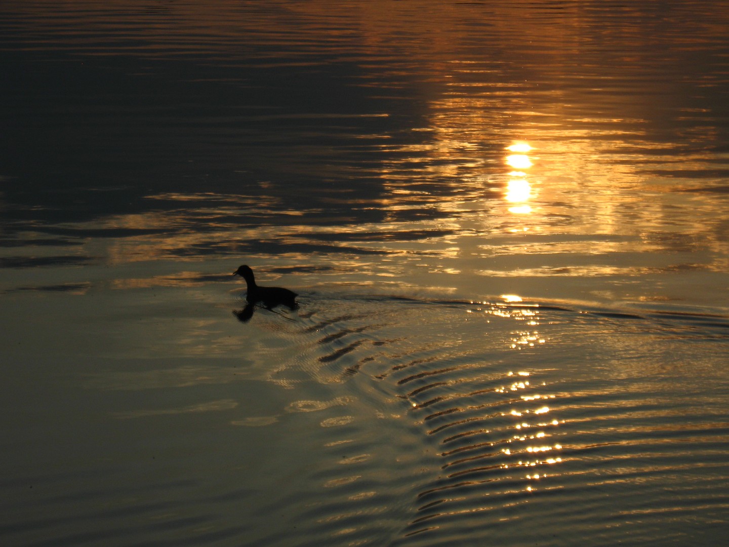 Ente und Sonnespiegelung!