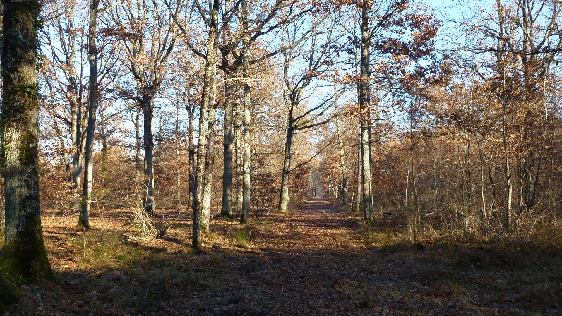 Allée du parc de Chambord