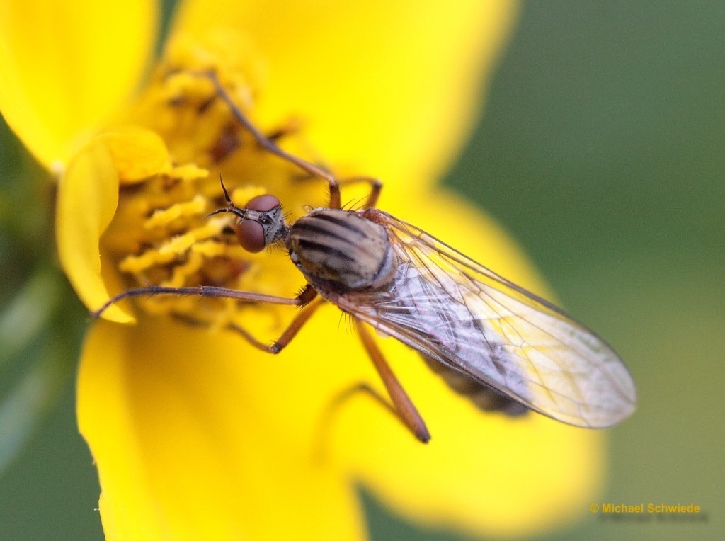 Insekten-Nahaufnahme 3