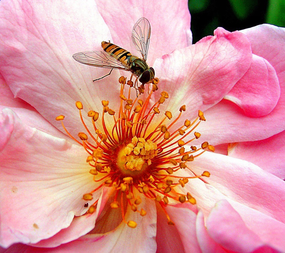 Schwebfliege auf Blüte