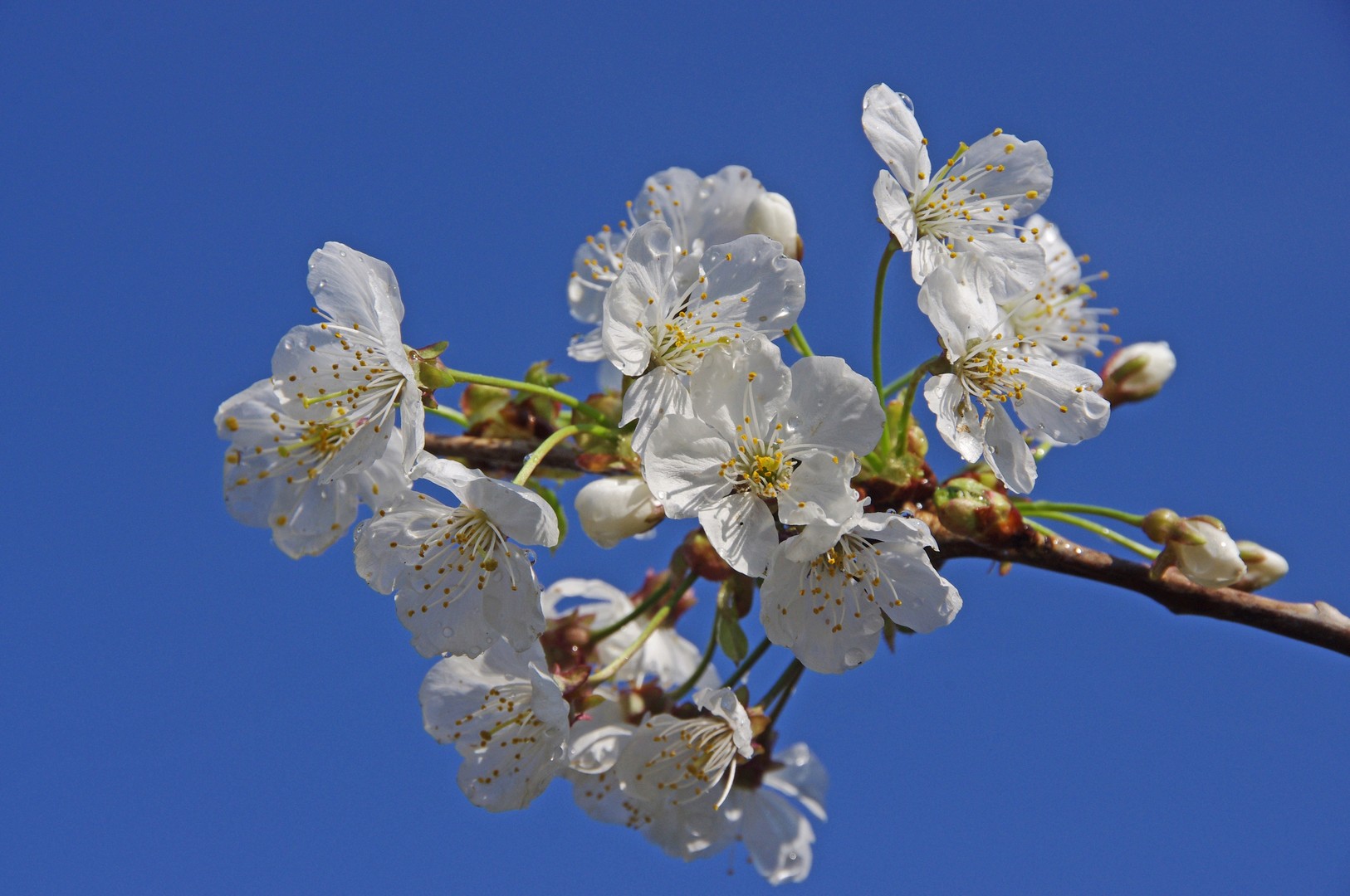 Kirschblüte