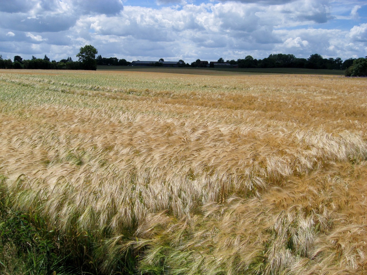 Goldenes Getreide