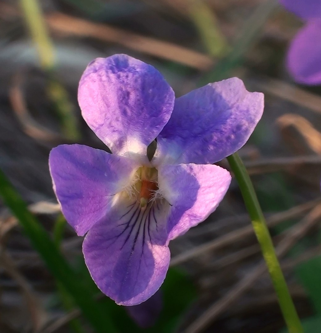 Veilchen in der Abendsonne