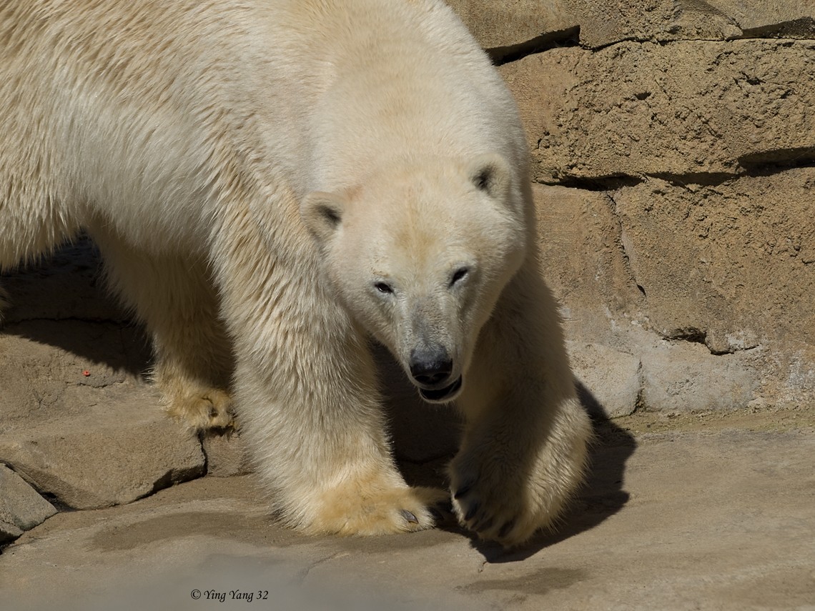 Eisbär 2