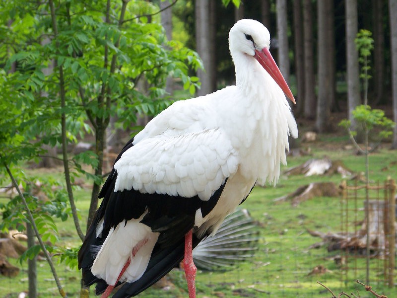 Storch seht auf seinem Nest