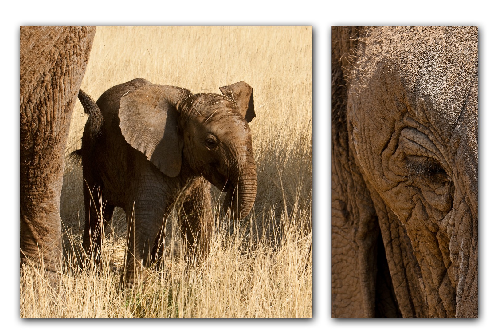 elefant in namibia