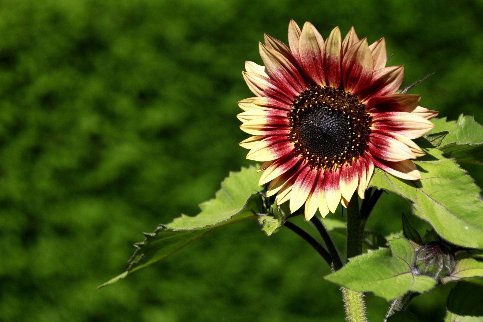 Sonnenblume im Garten...