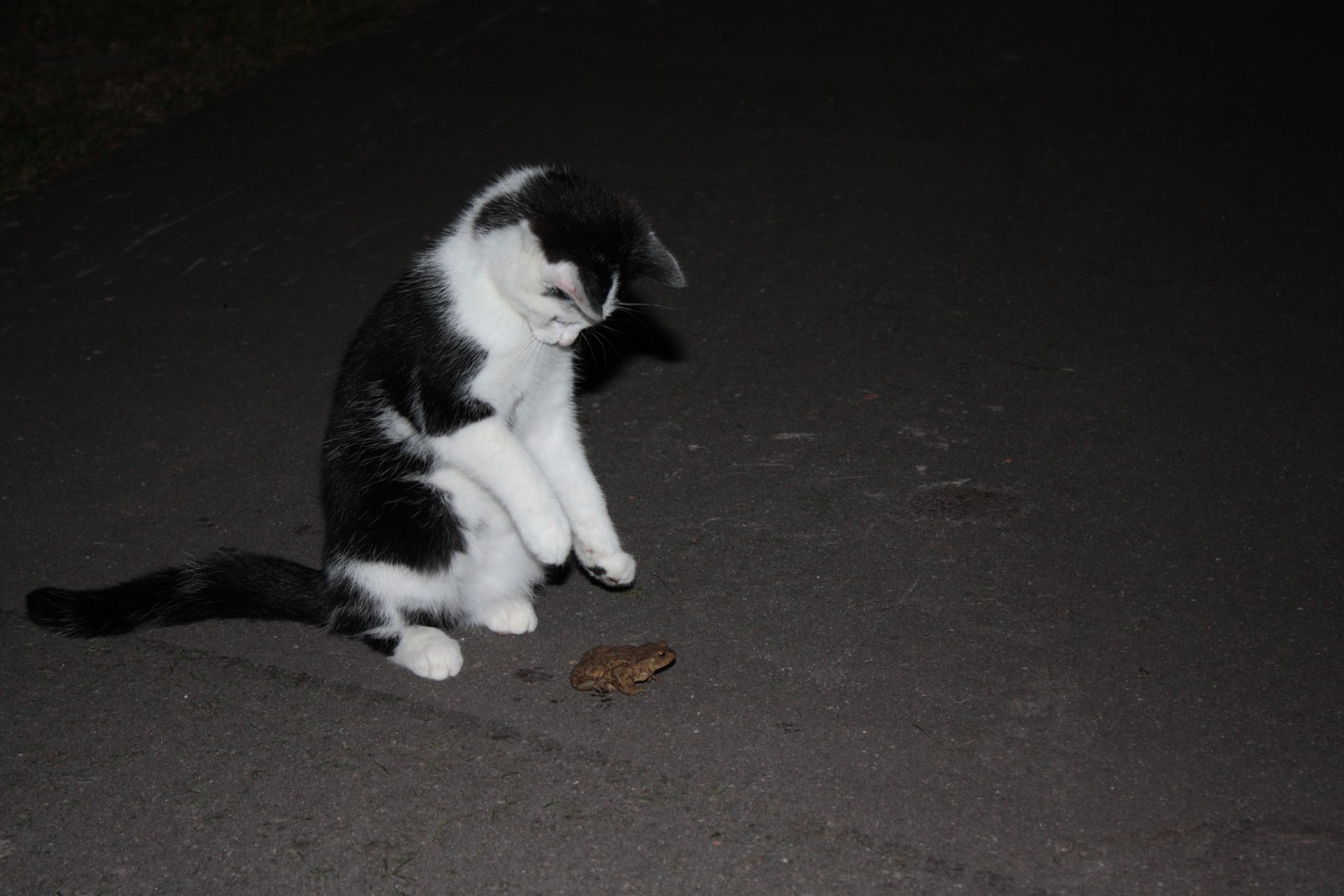 Jonge kat speelt met een pad!