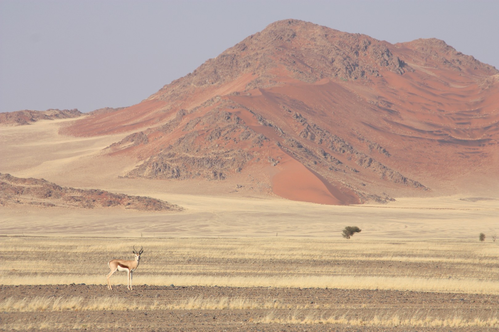 In der Namib-Wüste