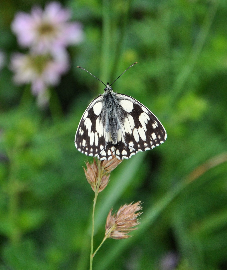 Schmetterling