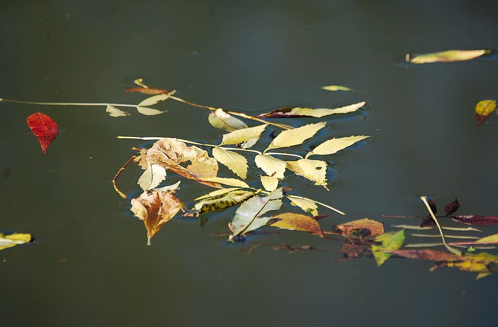 Feuilles.