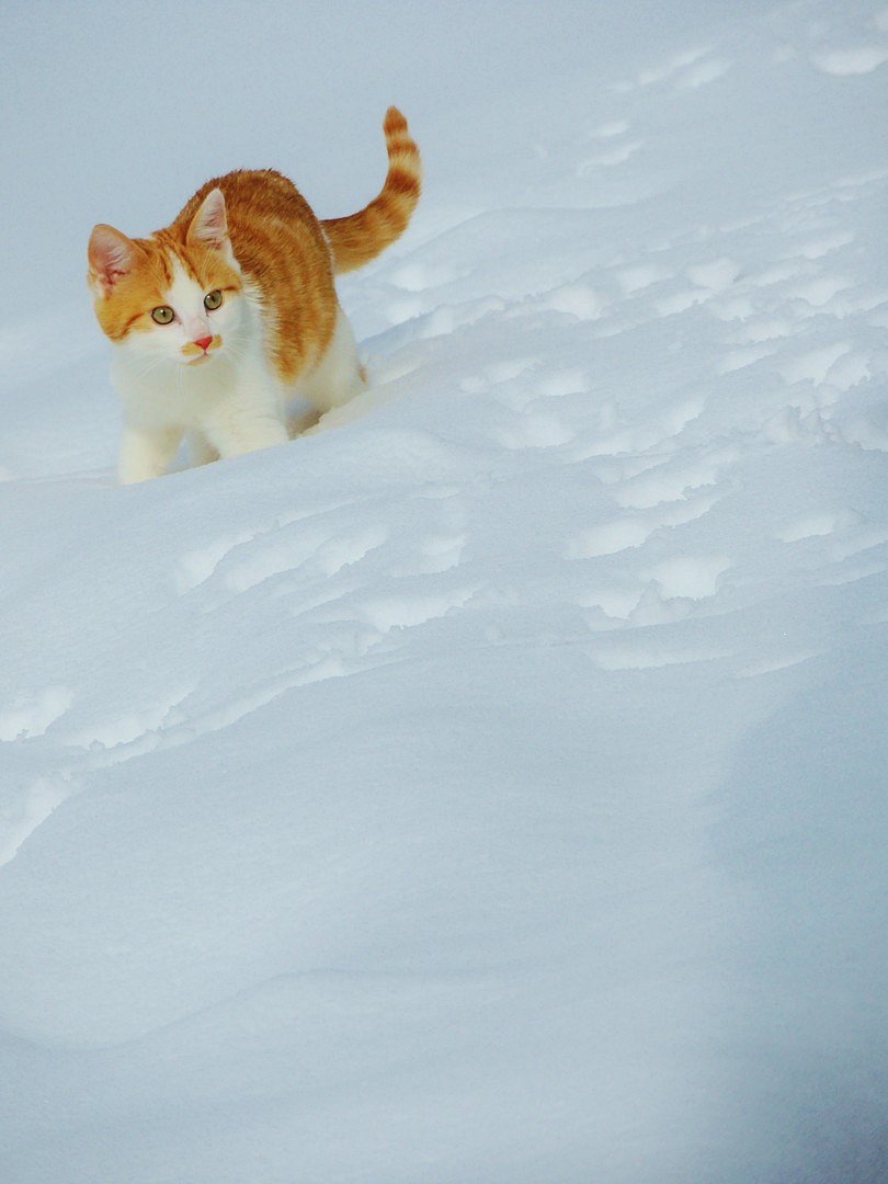 Schnee Abenteuer