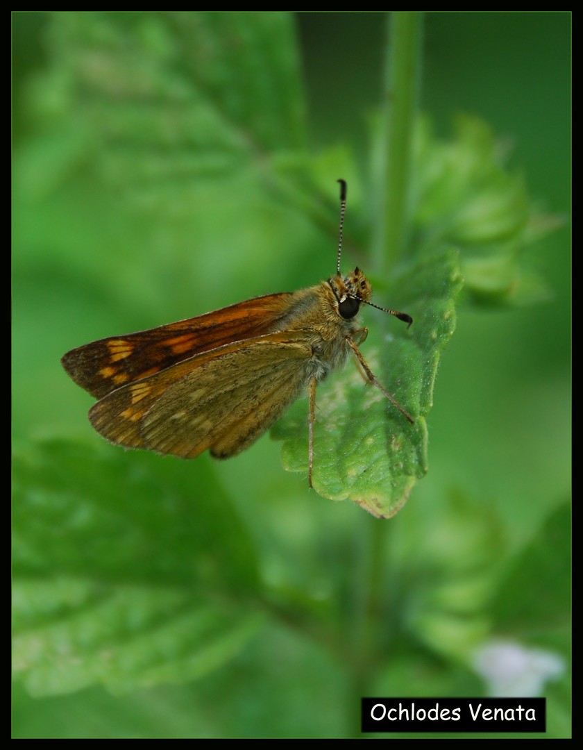 Ochlodes Venata