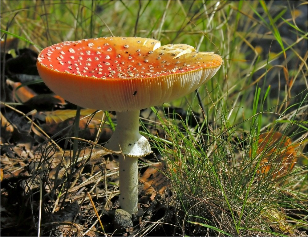 Der altbekannte rote Hut