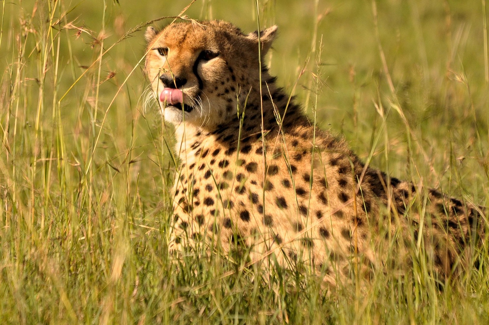 Gepard im Gras