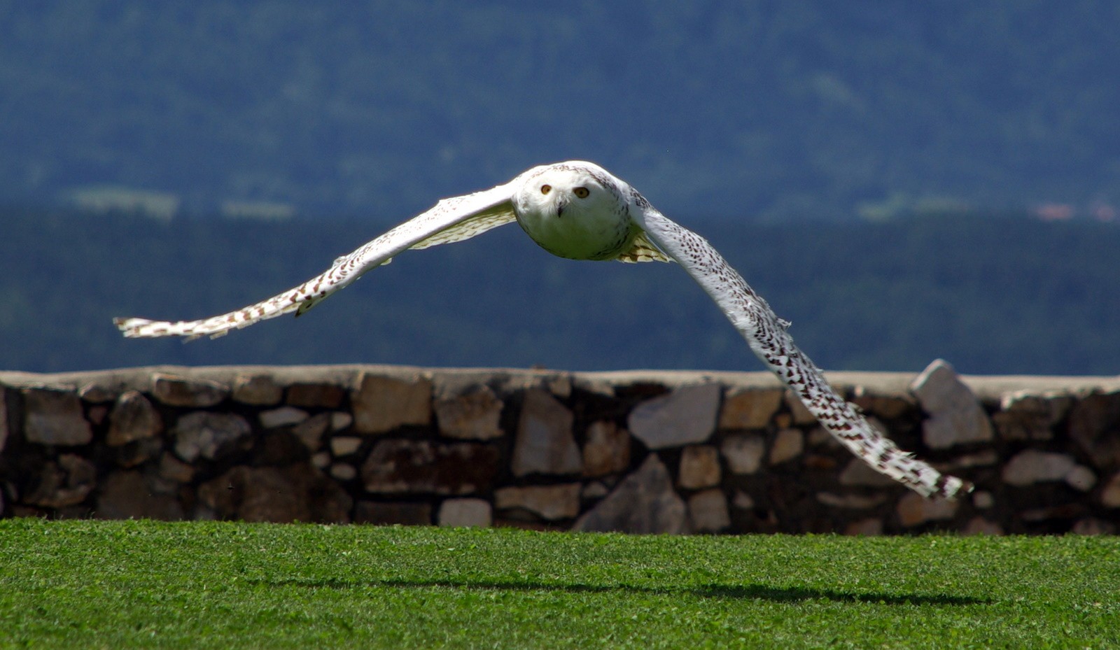 Schneeeule im Anflug