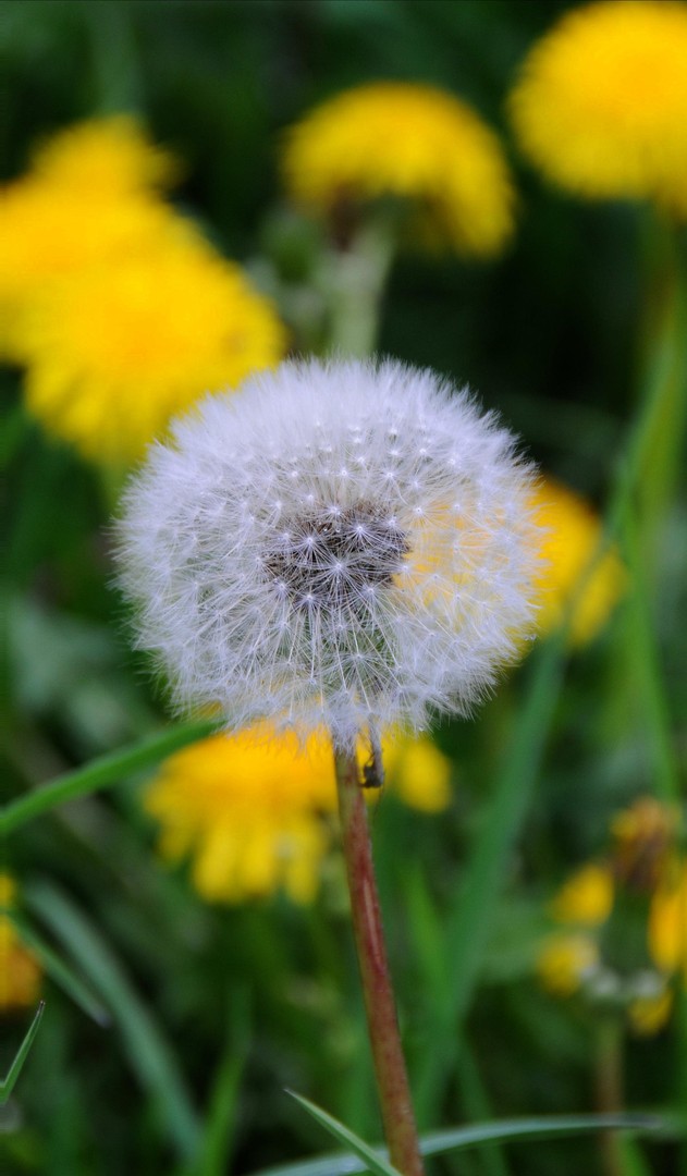 Pusteblume