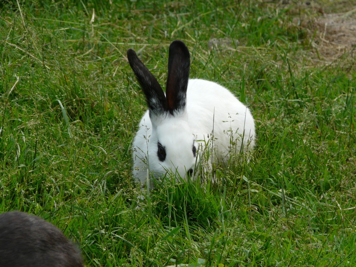 Hase