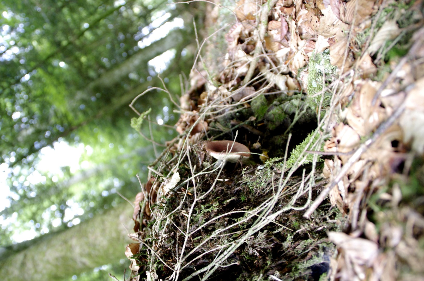 Champignon Halucinogène