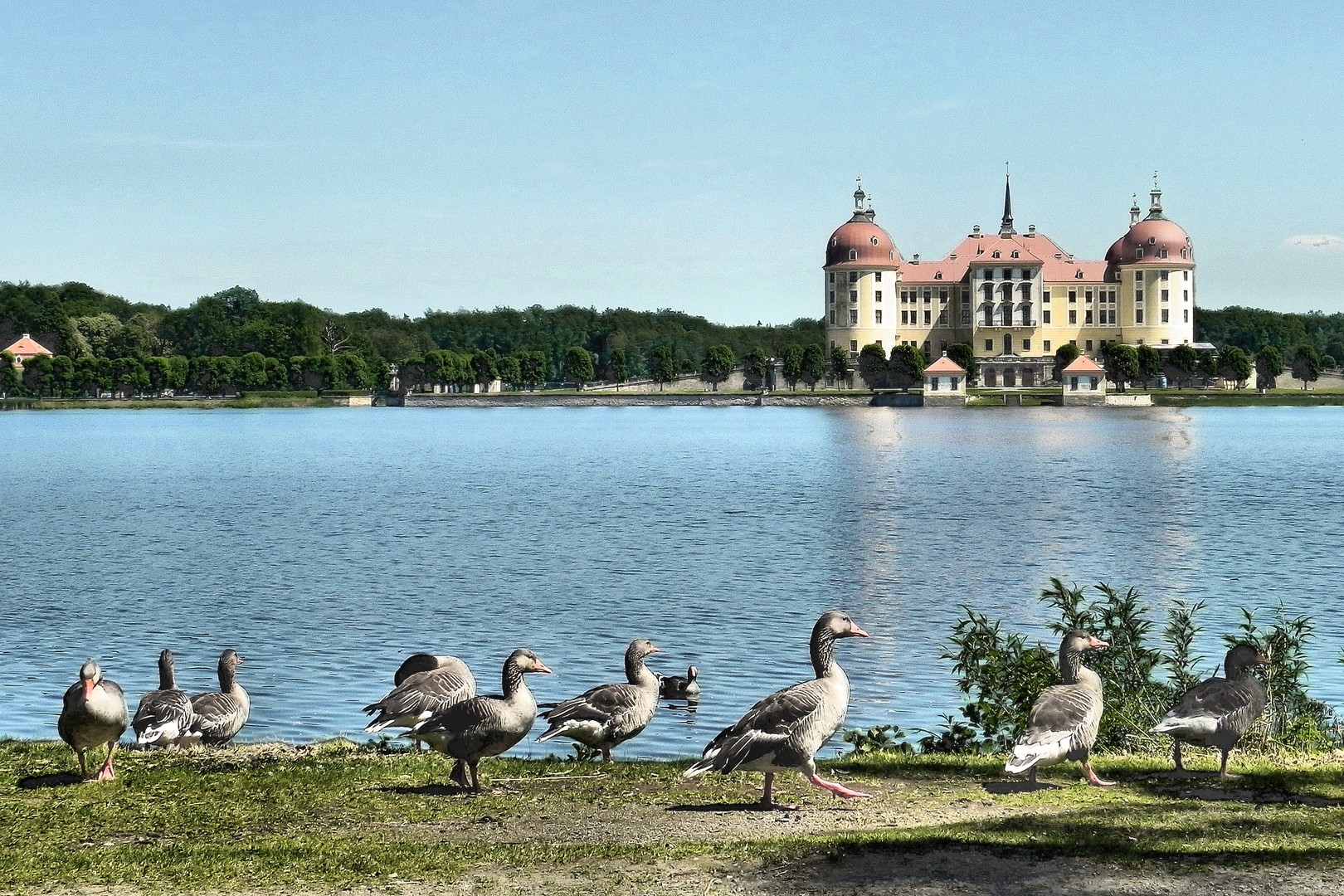 Schloss Moritzburg mit Entenparade