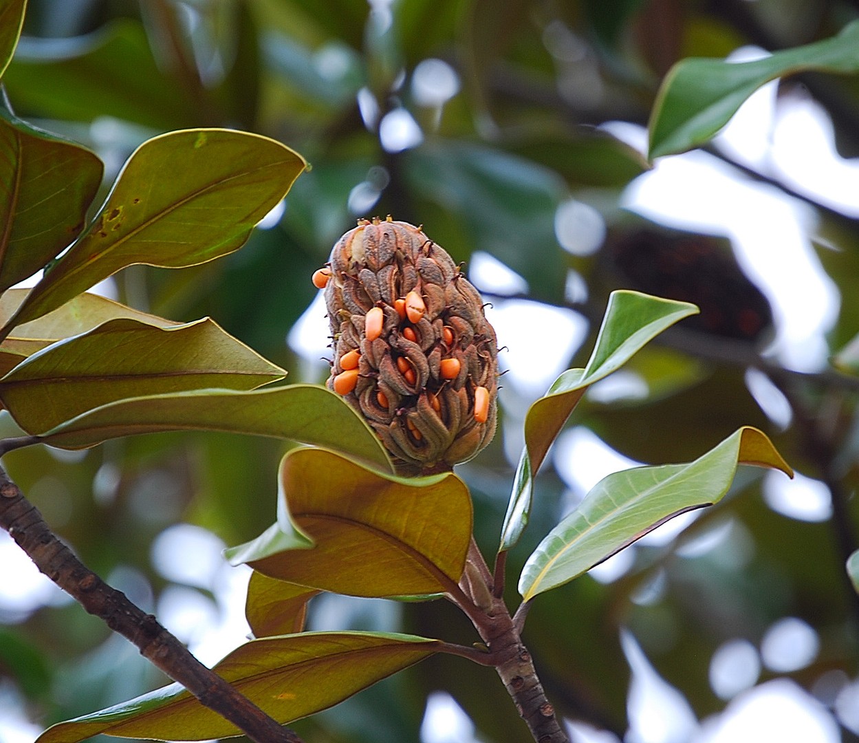 Fruit.