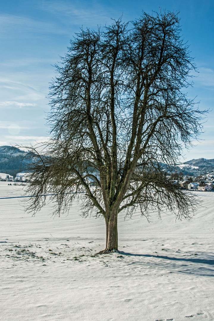 Hochstammbaum im Winter