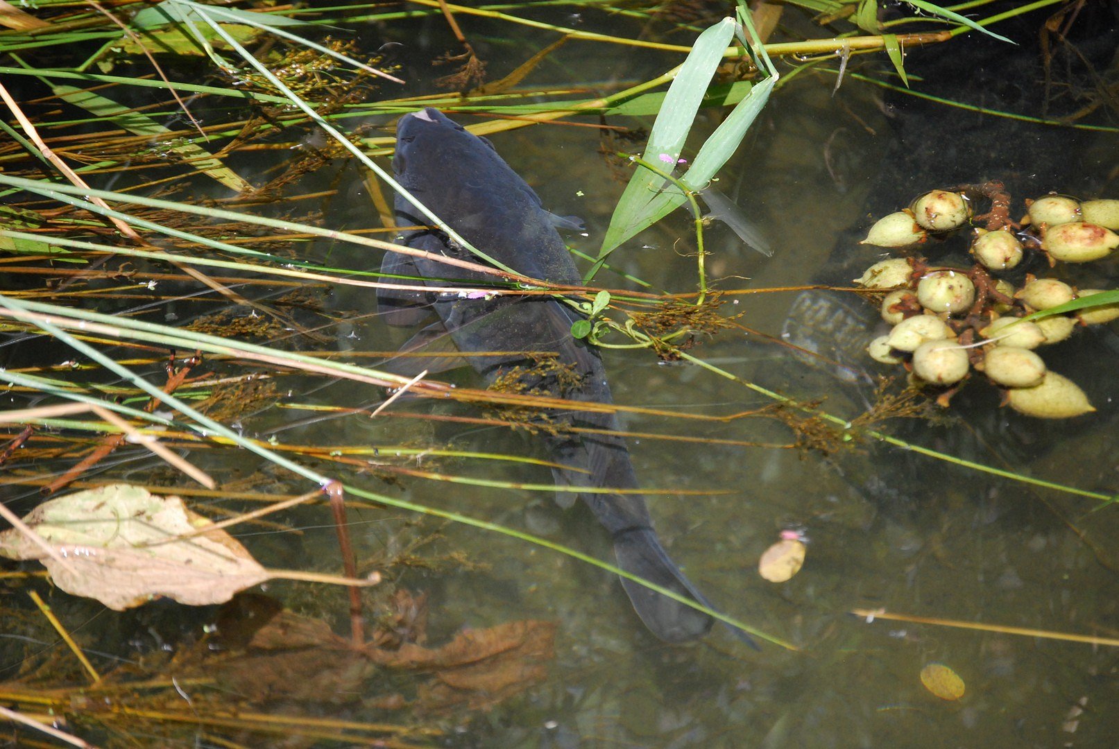 Poisson.