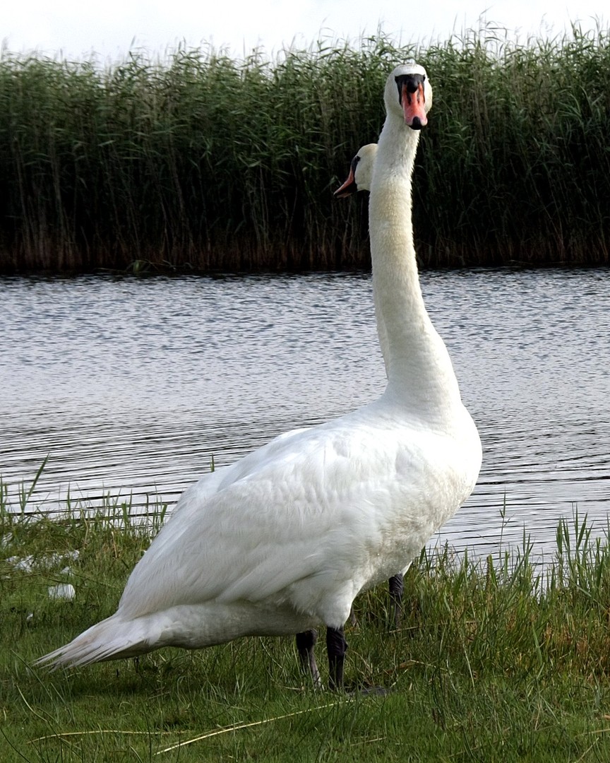 ein Schwan, 2 Köpfe