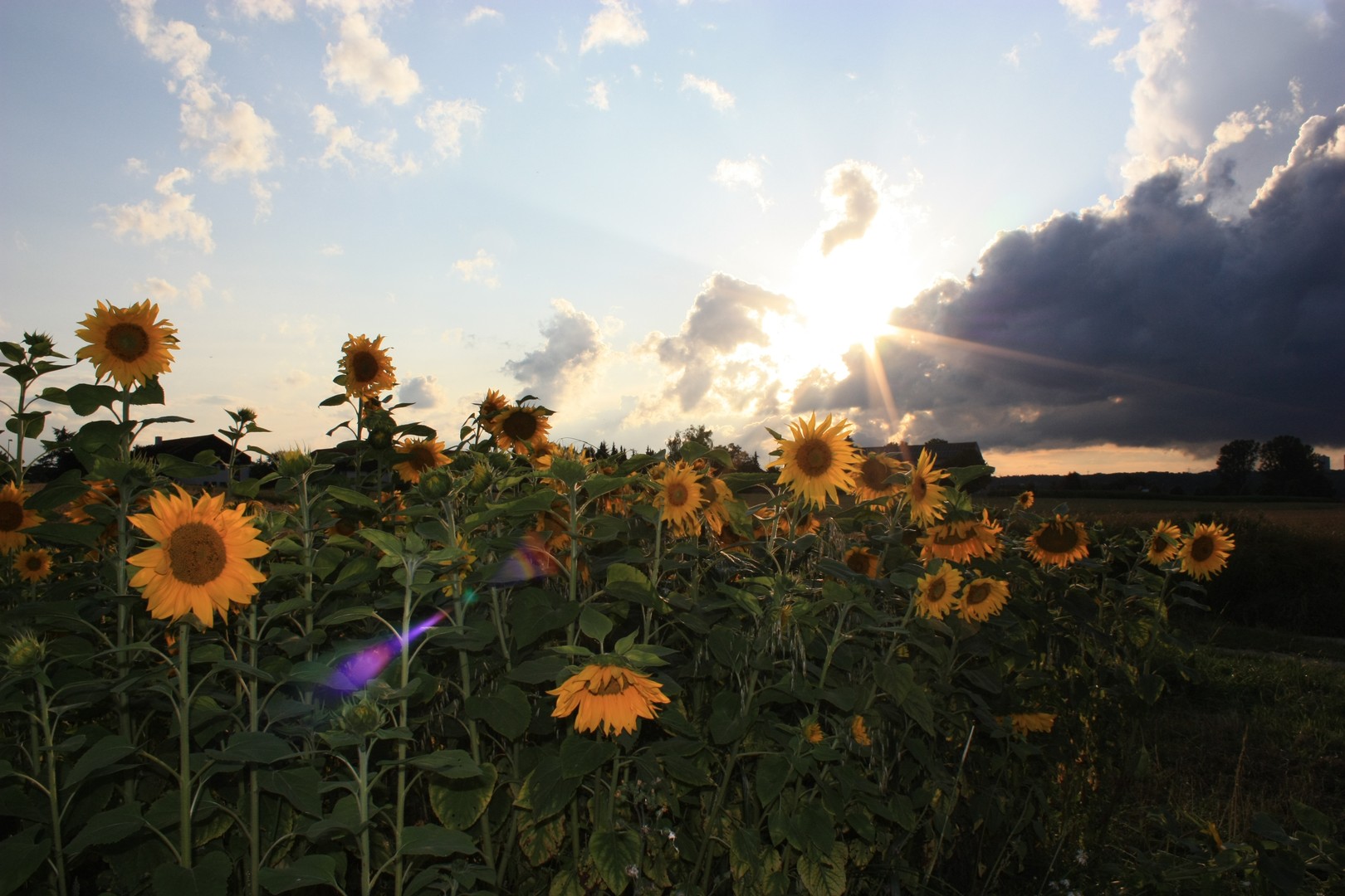 Sunny Flowers