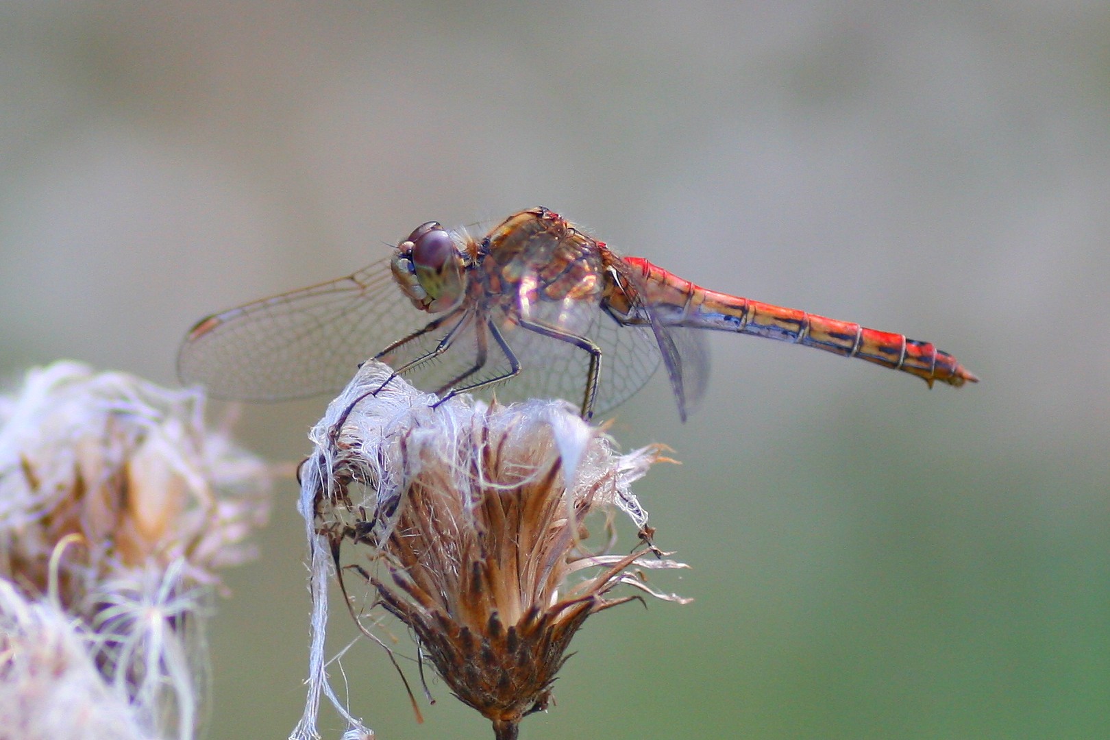 Blutrote Heidelibelle