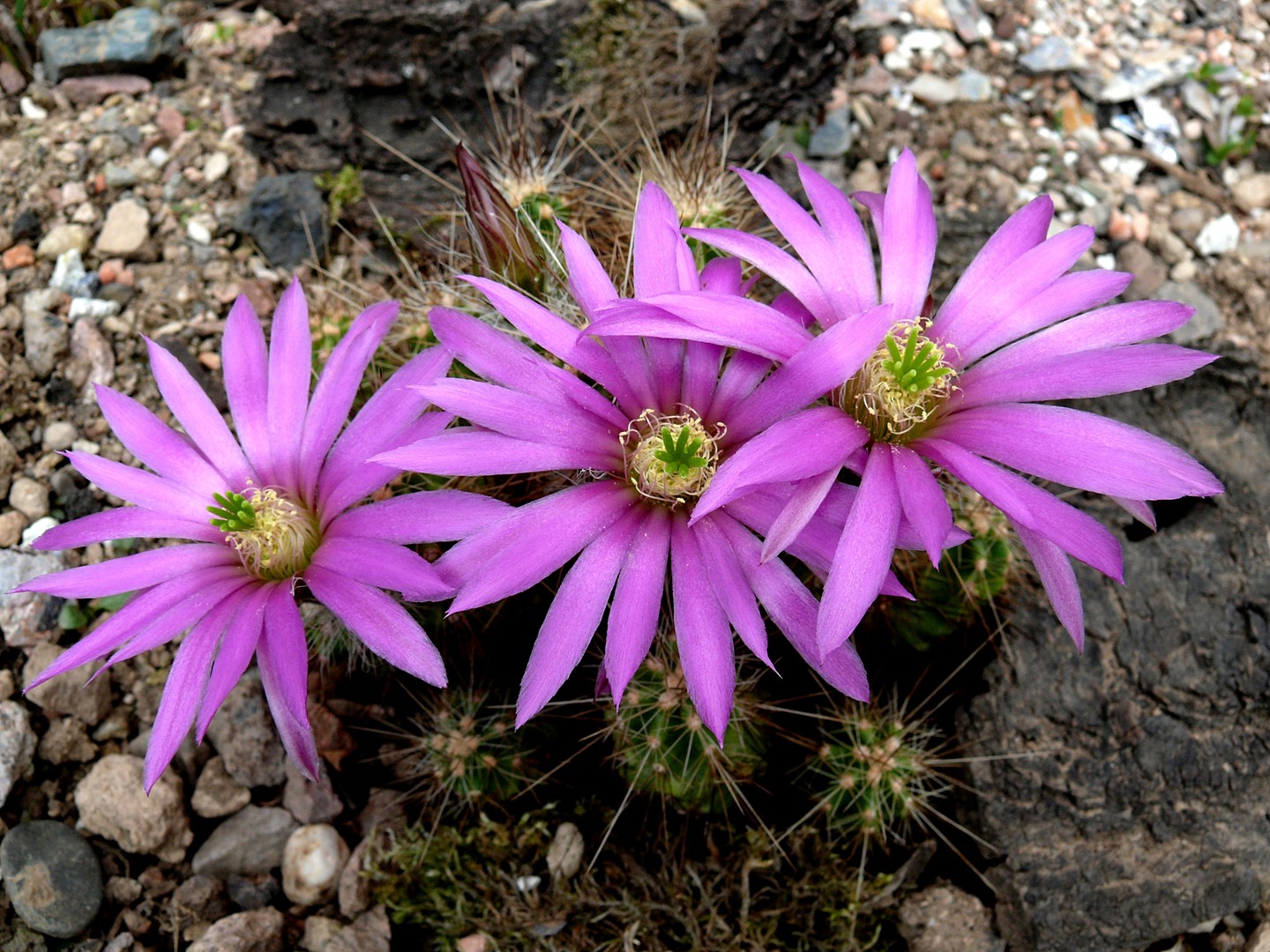 Kaktus.Echinocereus blankii