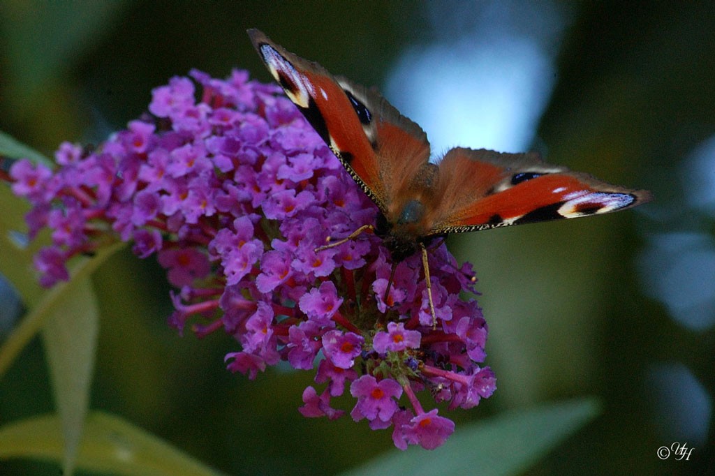 Sommerflieder