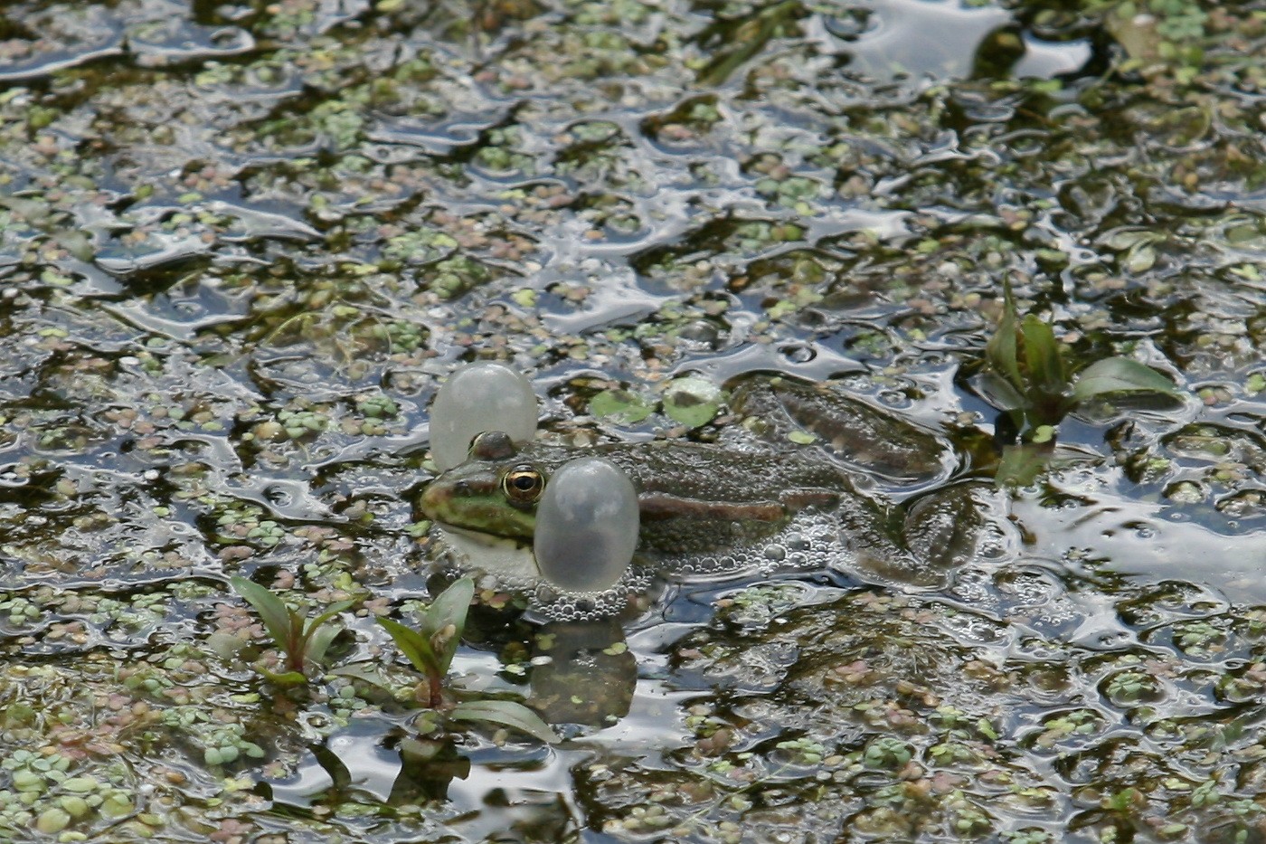 Le retour de la grenouille